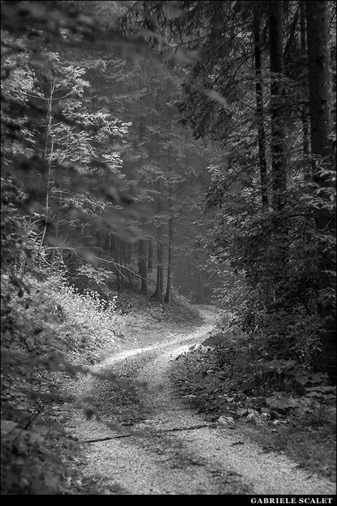 Strada nel bosco