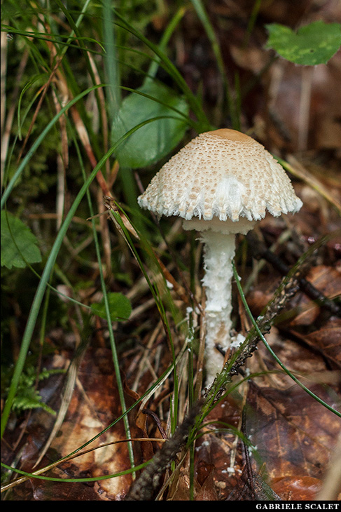 Funghi bosco