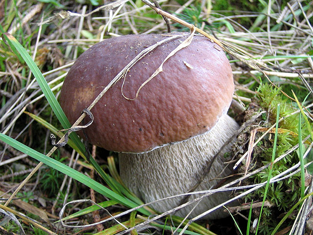 porcino