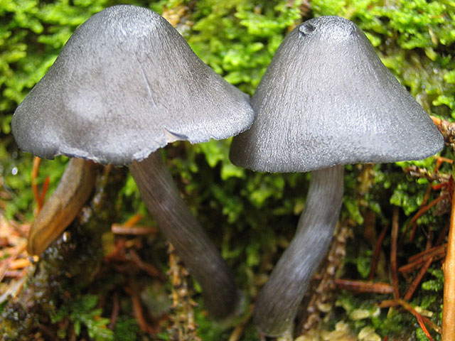 COPRINUS