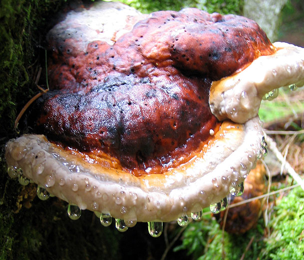 Coriolus Versicolor
