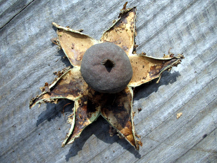 geaster rufescens