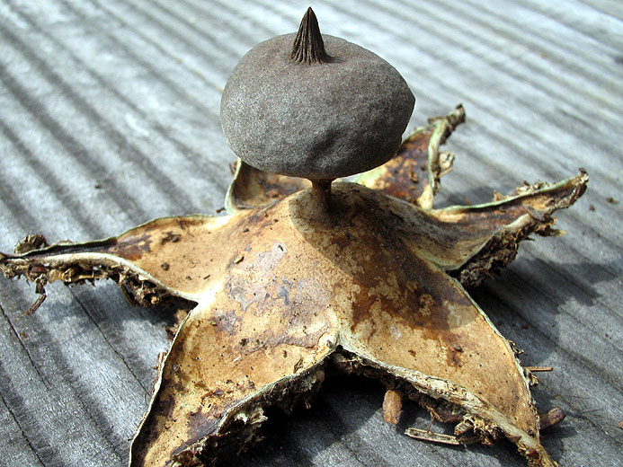 geaster rufescens
